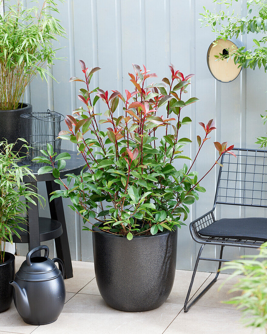 Photinia x fraseri Red Robin