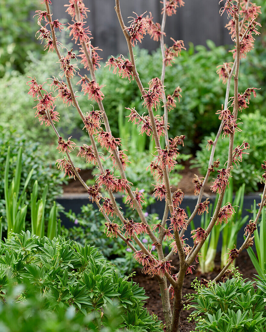 Hamamelis x intermedia Ruby Glow