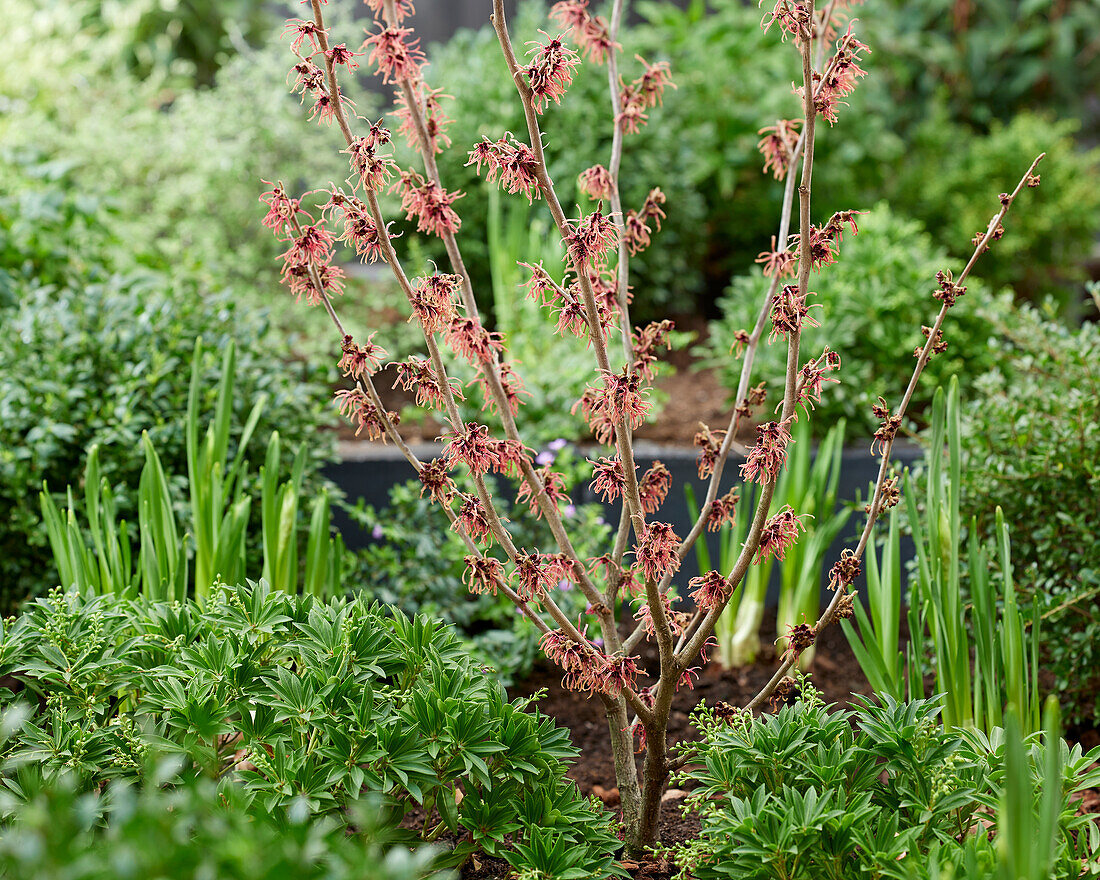 Hamamelis x intermedia Ruby Glow