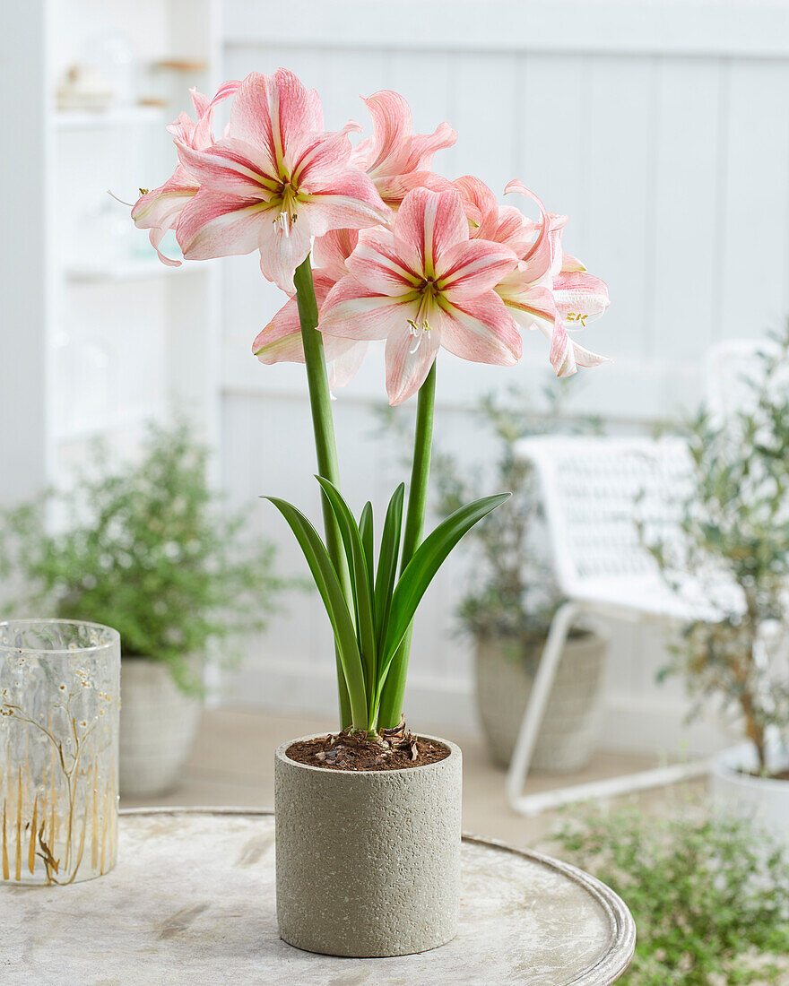 Hippeastrum River Dance