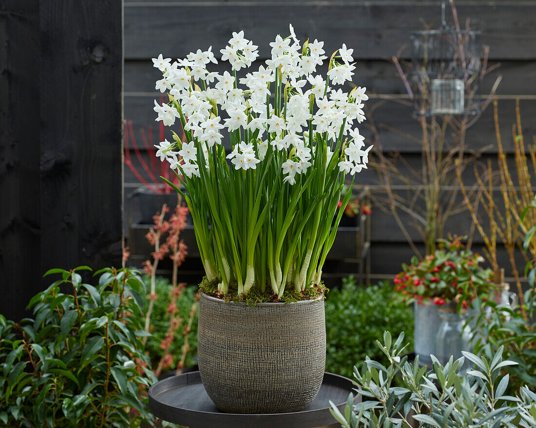 Narzisse (Narcissus) 'Paper White'