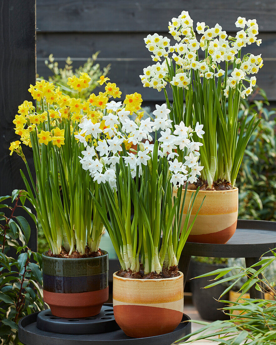 Straußnarzisse (Narcissus tazetta), Sammlung