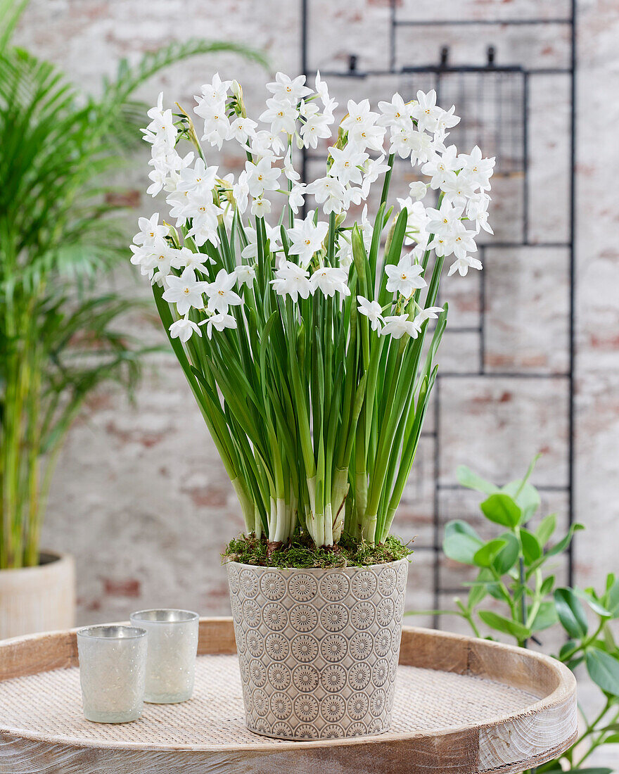 Narzisse (Narcissus) 'Paper White'