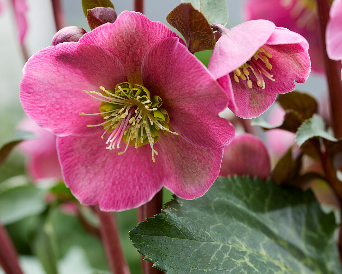 Helleborus Anna's Red, Annas Red