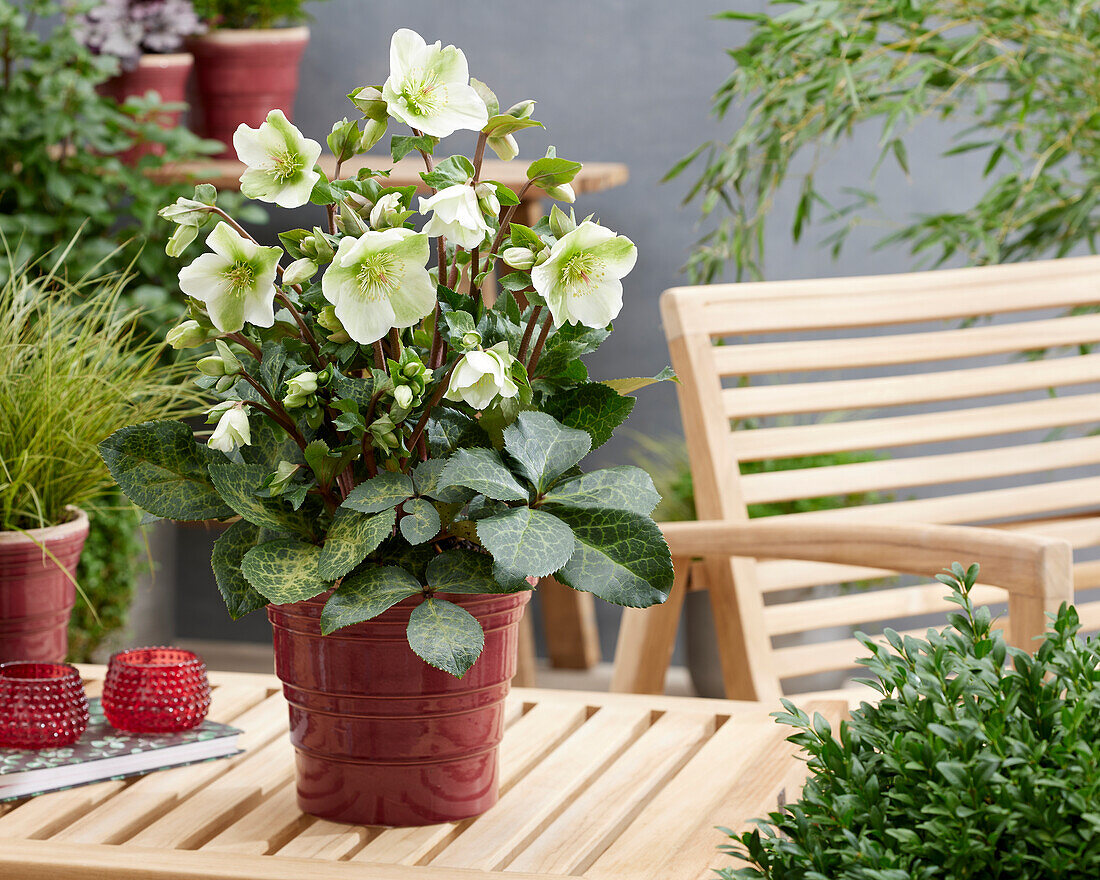 Helleborus Molly's White, Mollys White