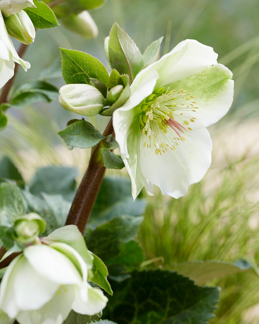 Helleborus Molly's White, Mollys White