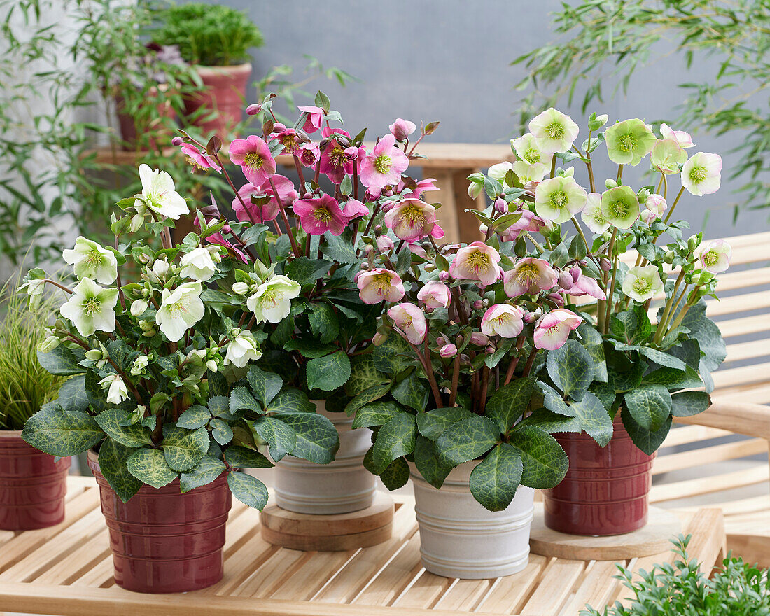 Helleborus collection