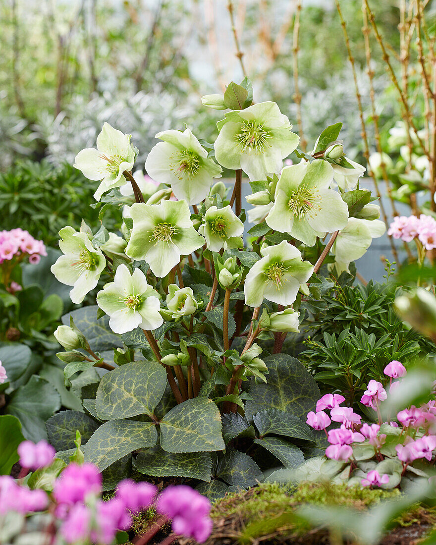 Helleborus Molly's White, Mollys White