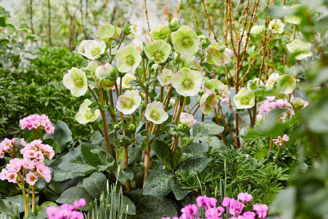 Christrose (Helleborus)