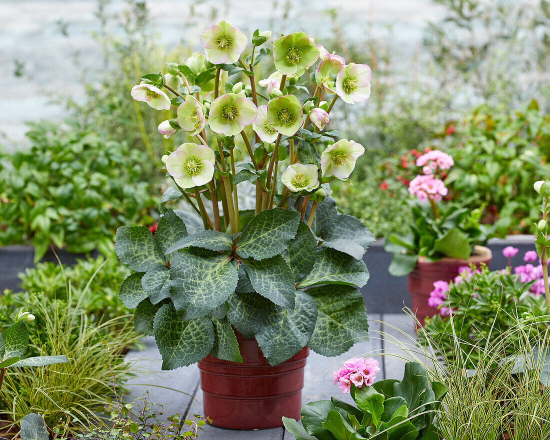 Helleborus