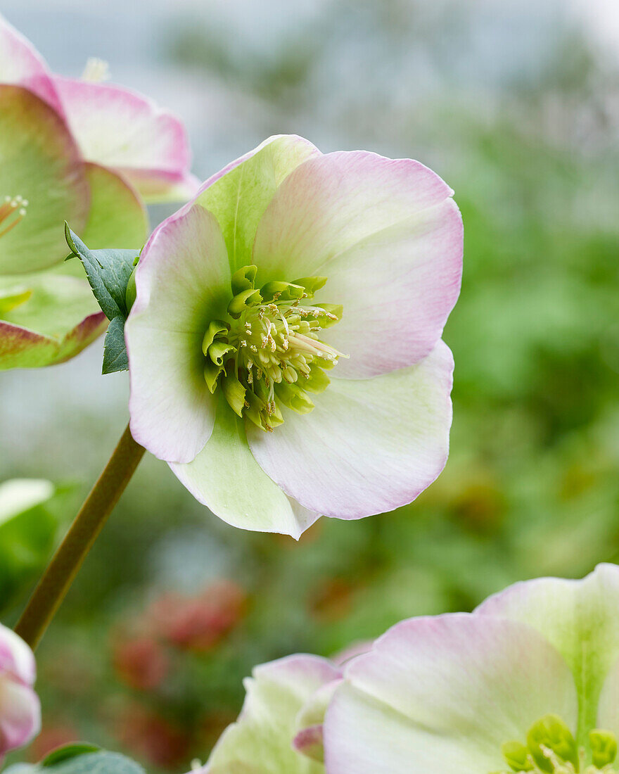 Helleborus