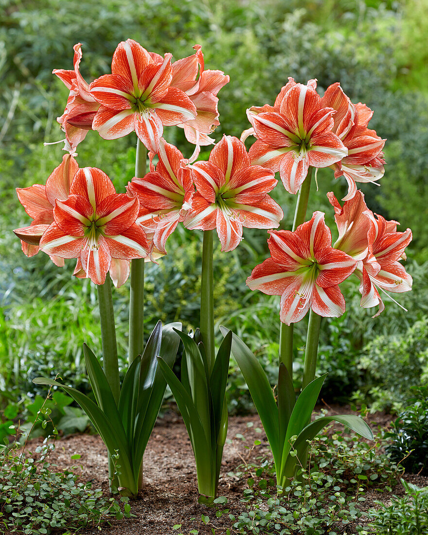 Hippeastrum Vondelpark