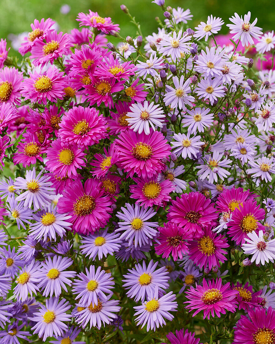 Aster combination