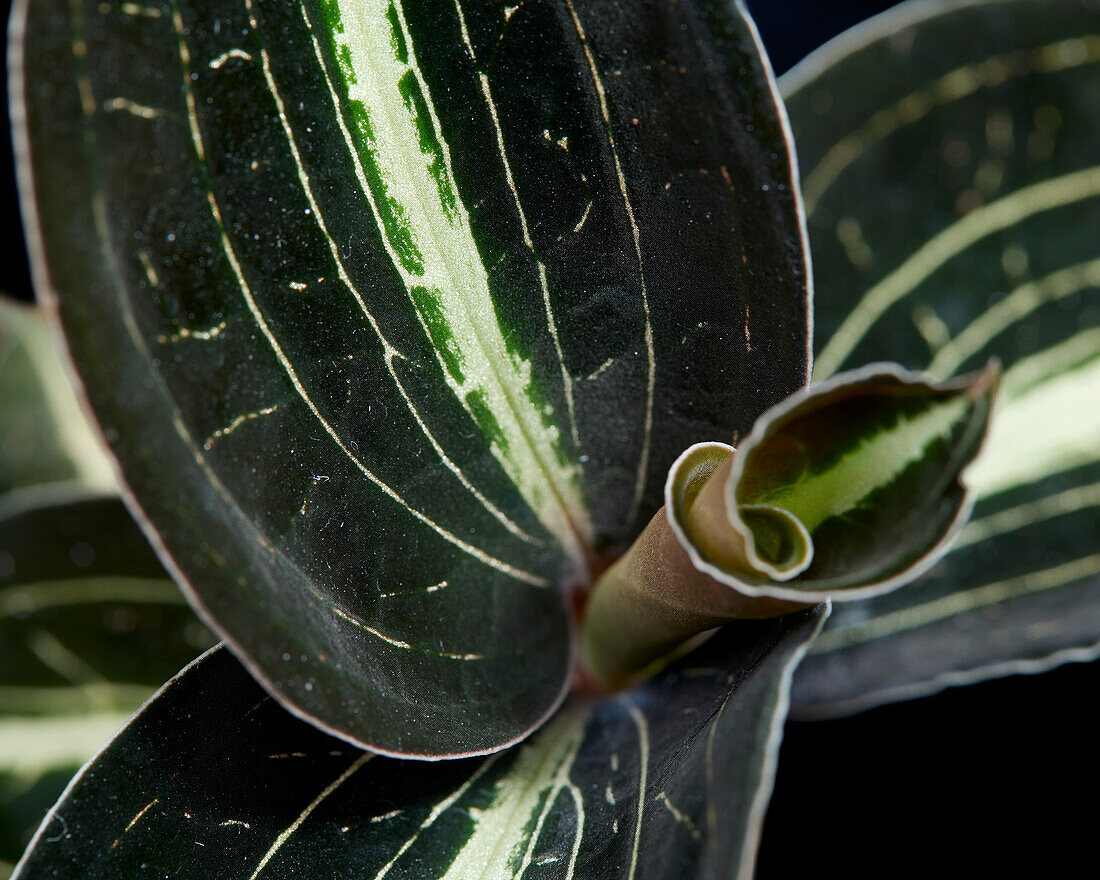 Macodes petola Moonstone