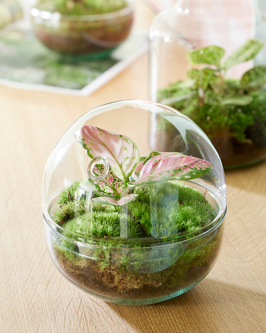 Globe terrarium with Aglaonema