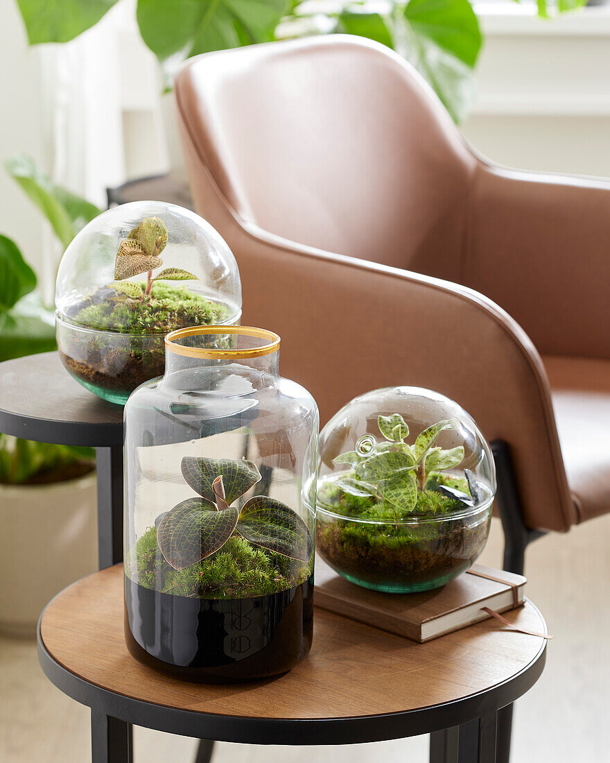 Terrariensammlung mit Juwelorchidee (Macodes petola) 'Tigereye', 'Emerald' und 'Topaz'