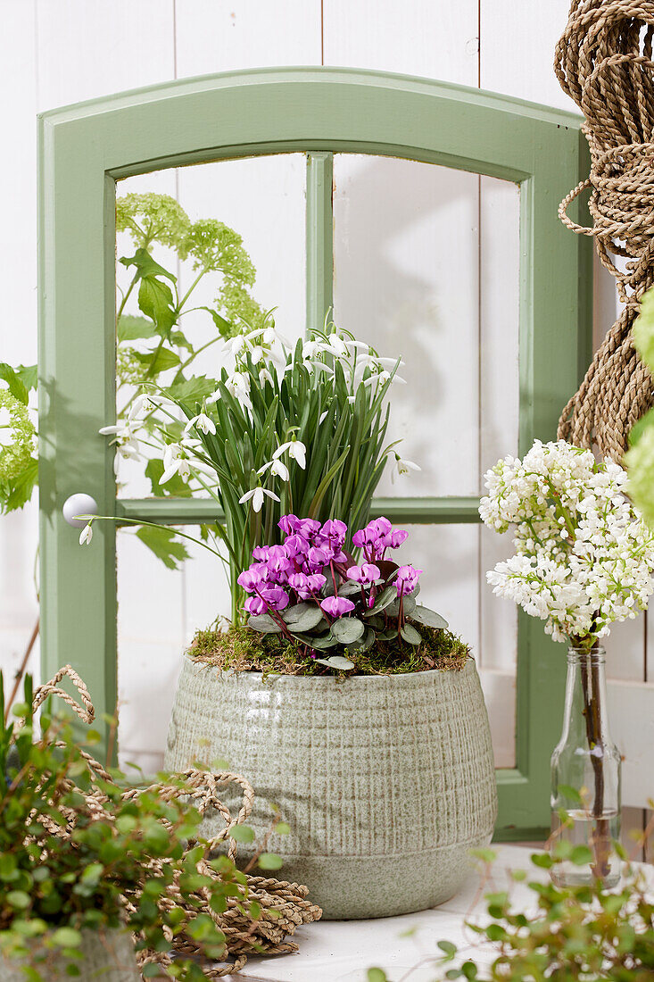 Spring flowers on pot