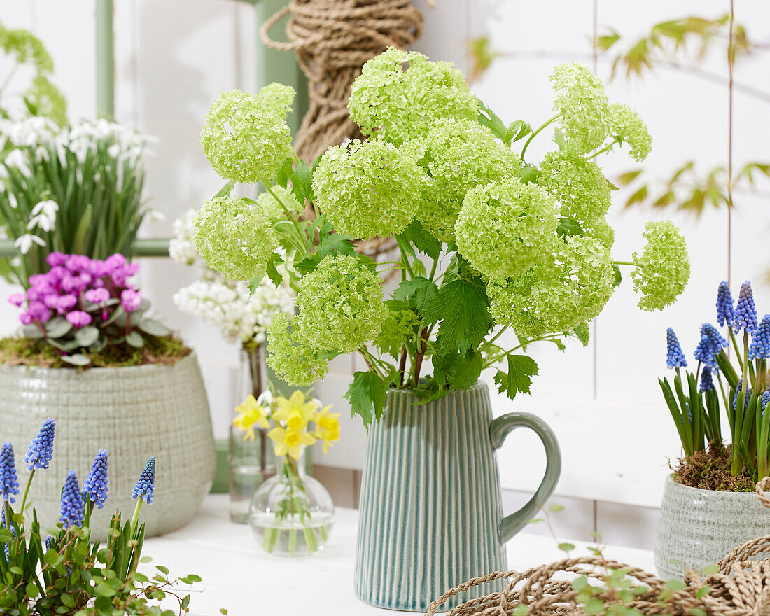 Schneebälle (Viburnum) in Vase