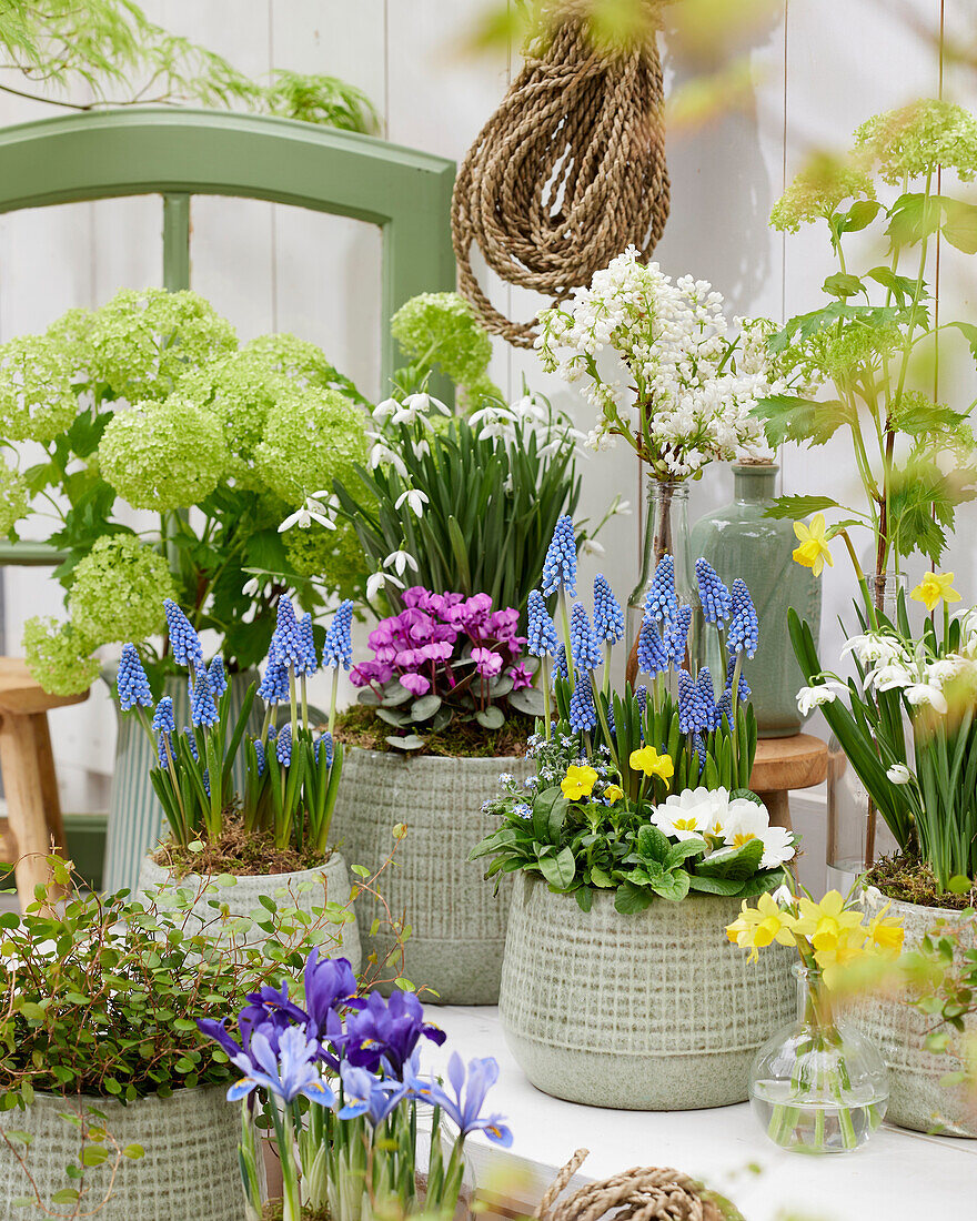 Spring flowers on pot