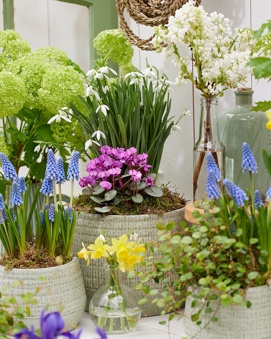 Spring flowers on pot