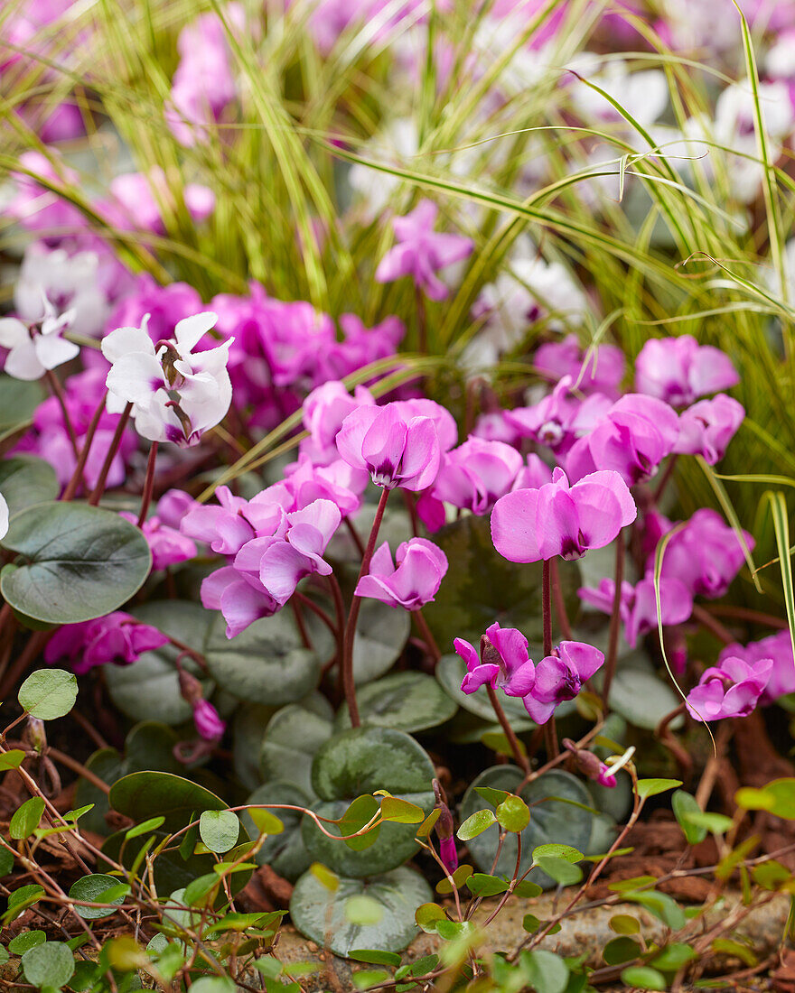 Cyclamen coum