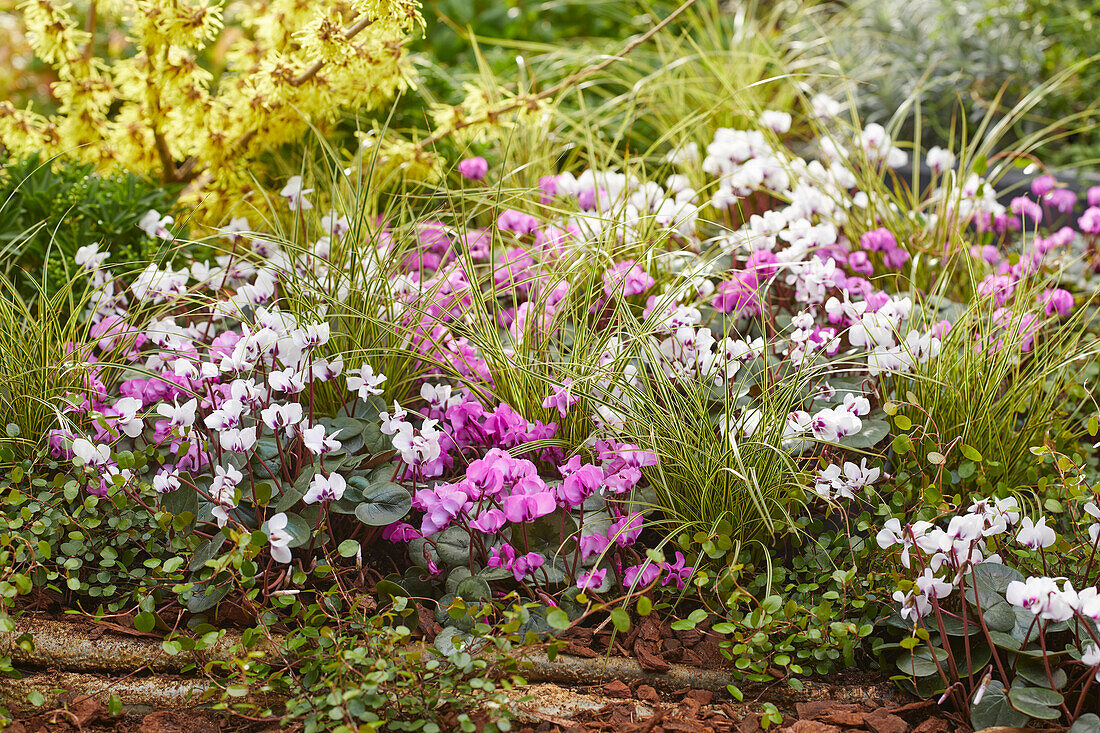 Cyclamen coum, Carex brunnea Variegata