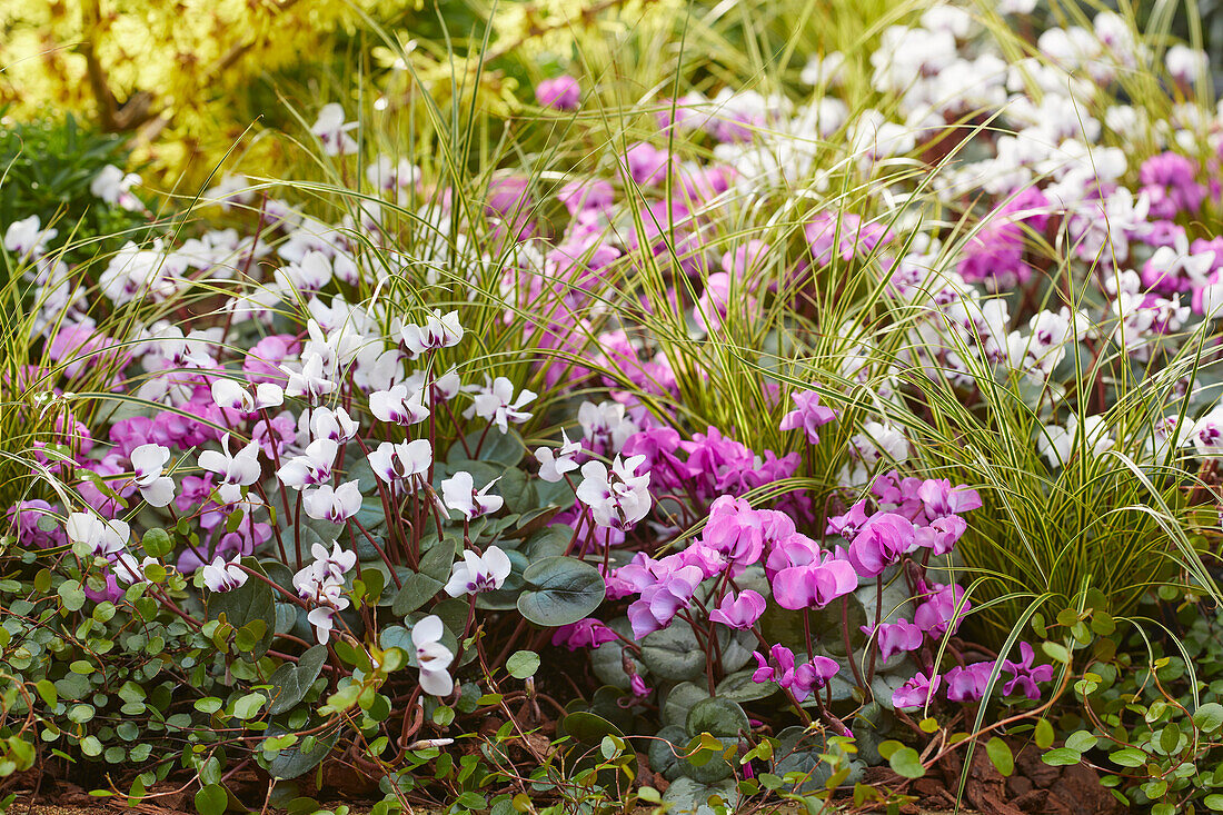 Cyclamen coum, Carex brunnea Variegata