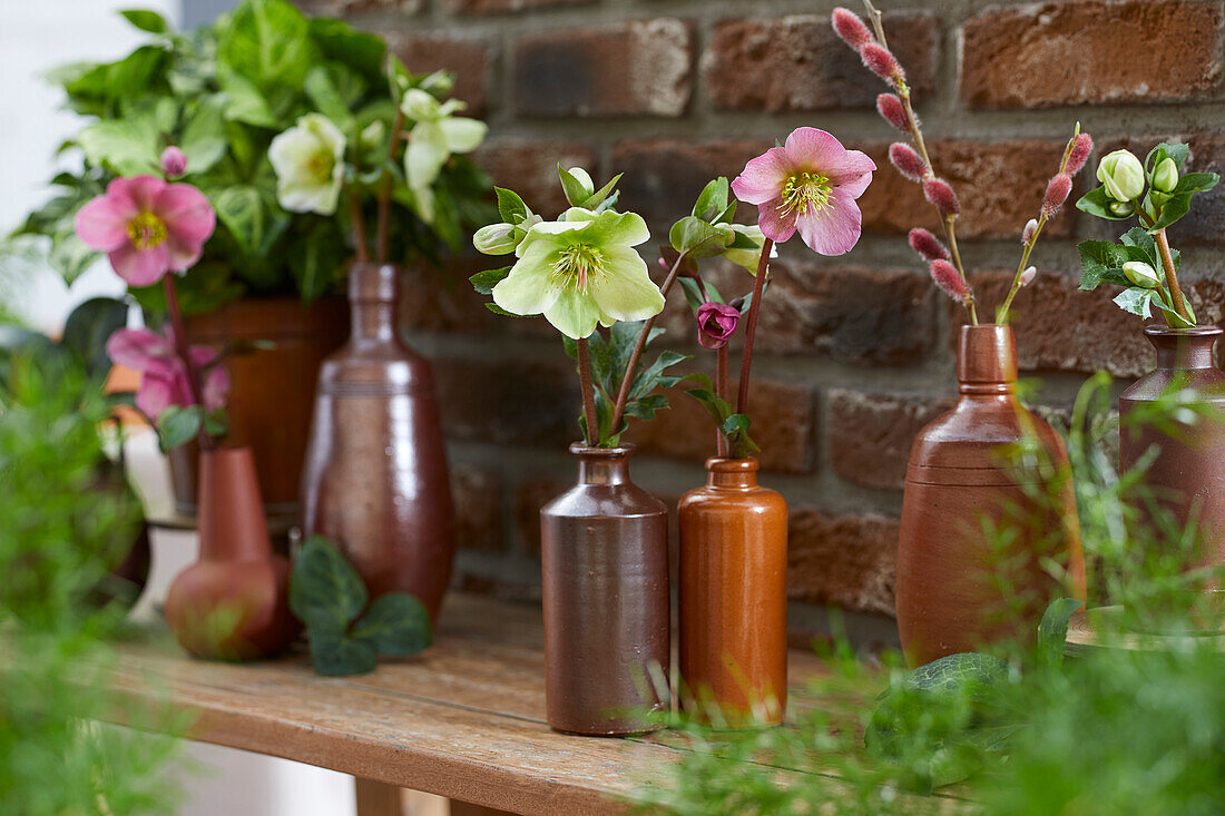 Helleborus in vases