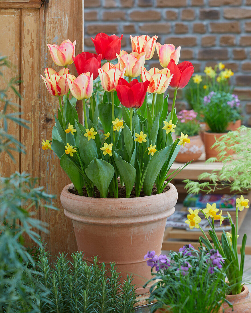 Tulpen (Tulipa) 'Spryng', Mischung