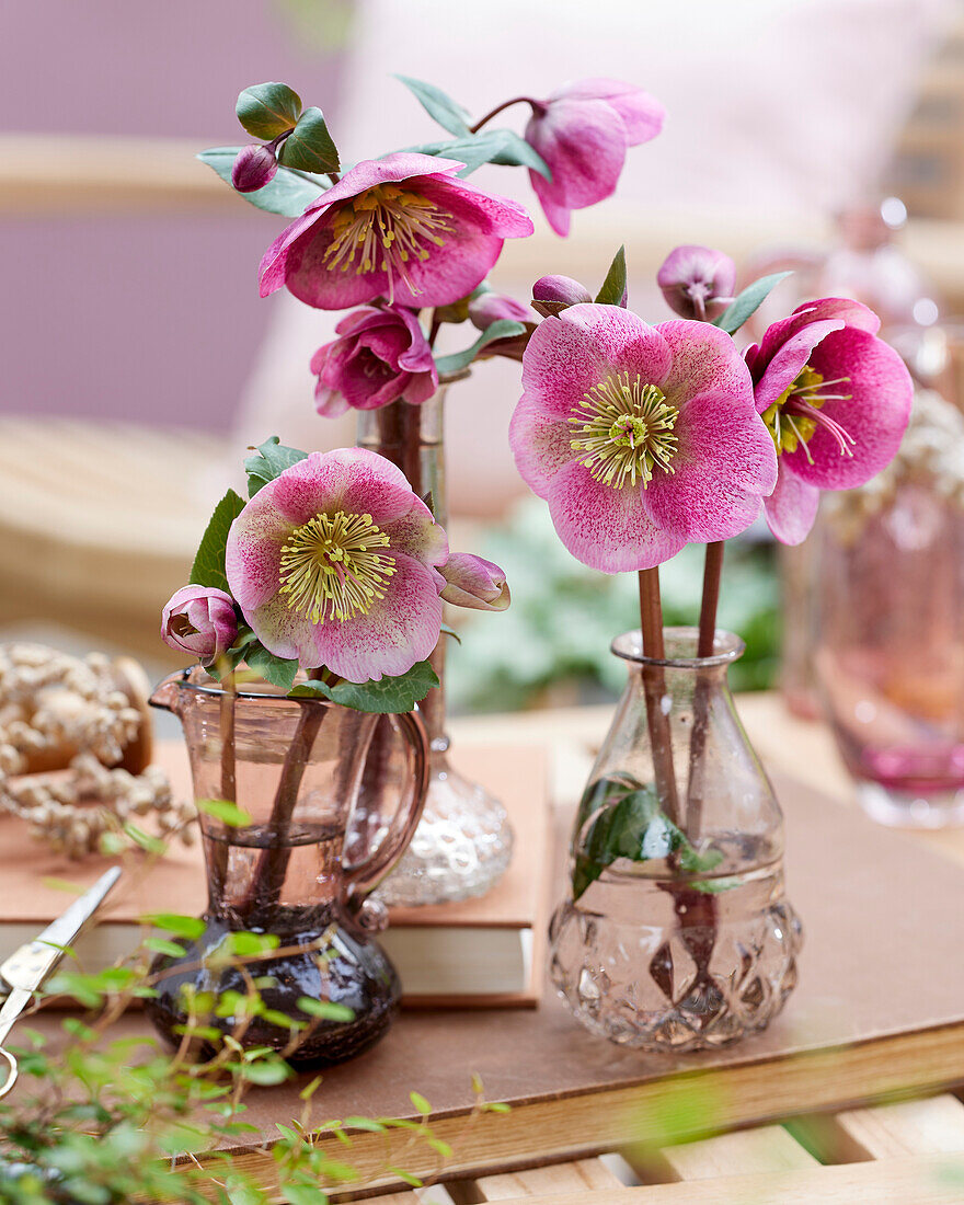 Helleborus Charmer