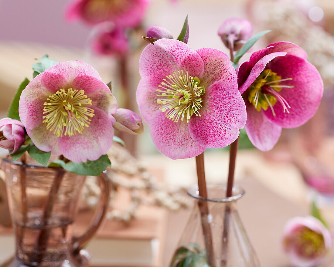 Helleborus Charmer