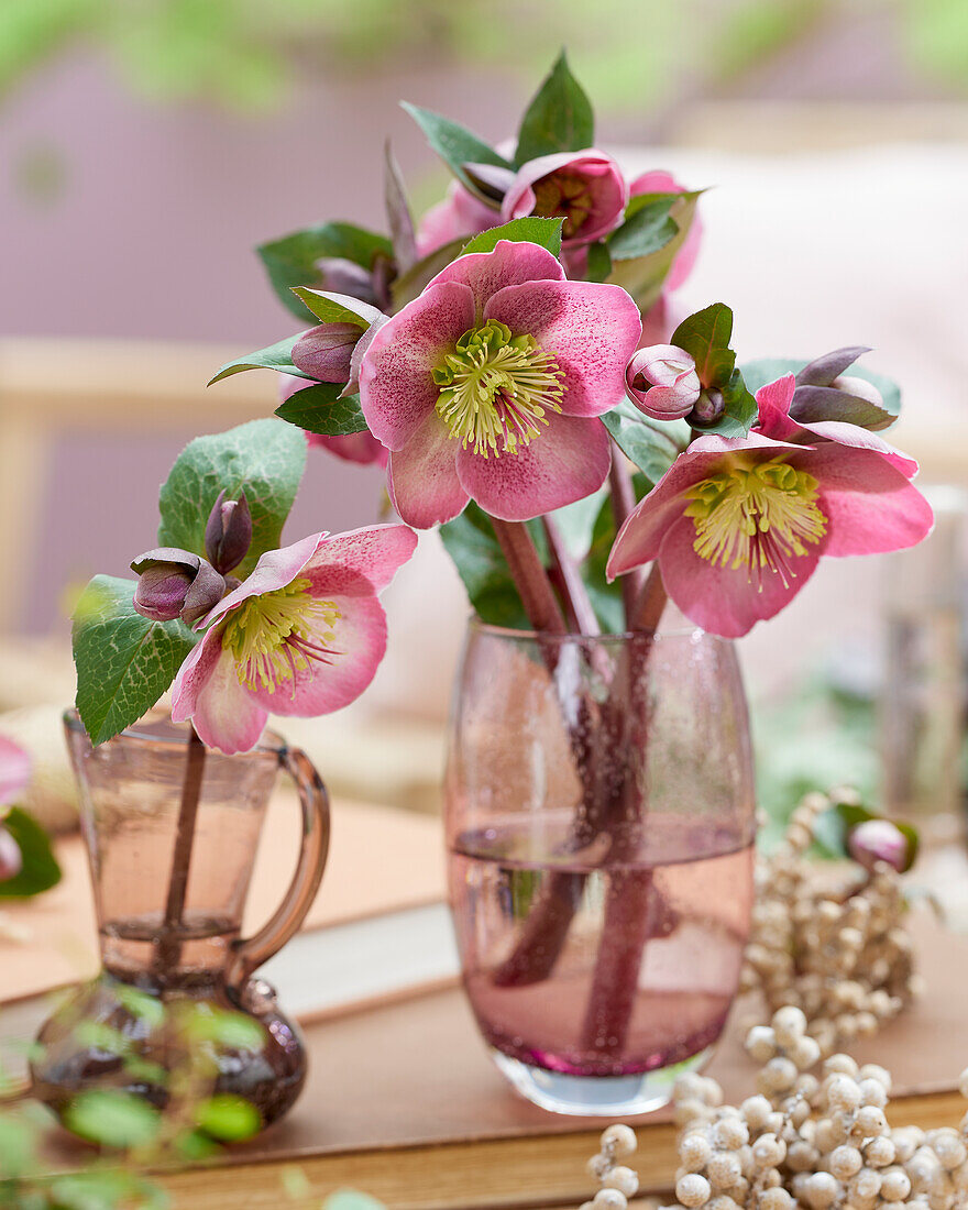 Helleborus Dana's Dulcet, Danas Dulcet