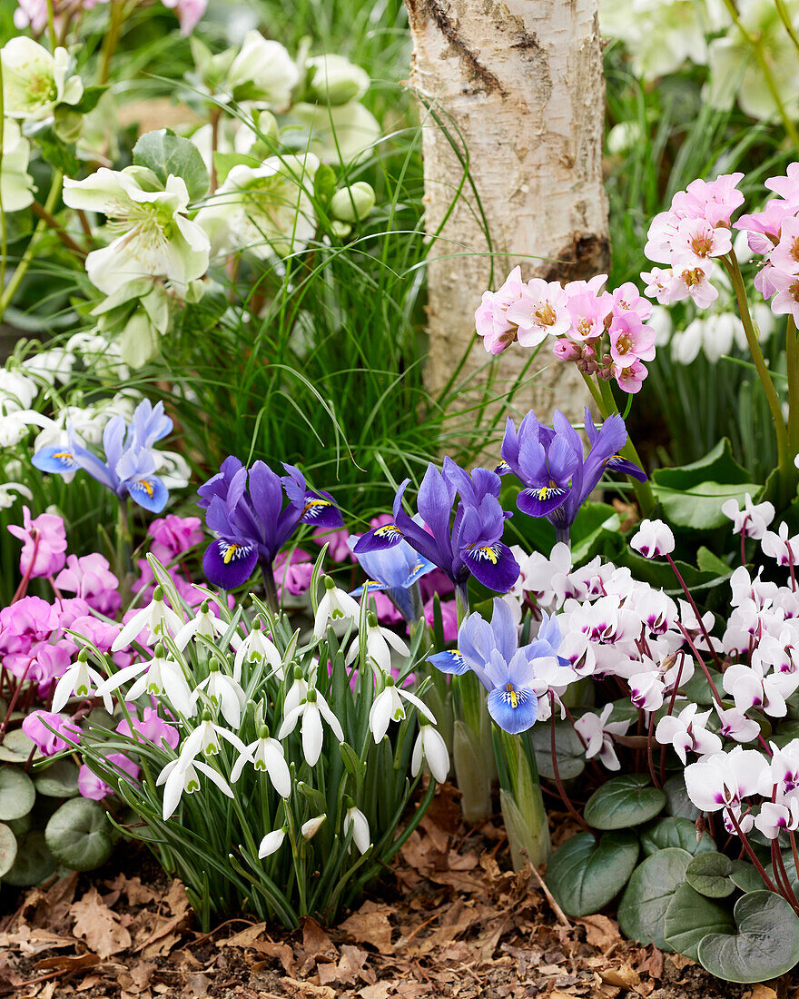 Gemischte Frühlingsblumen