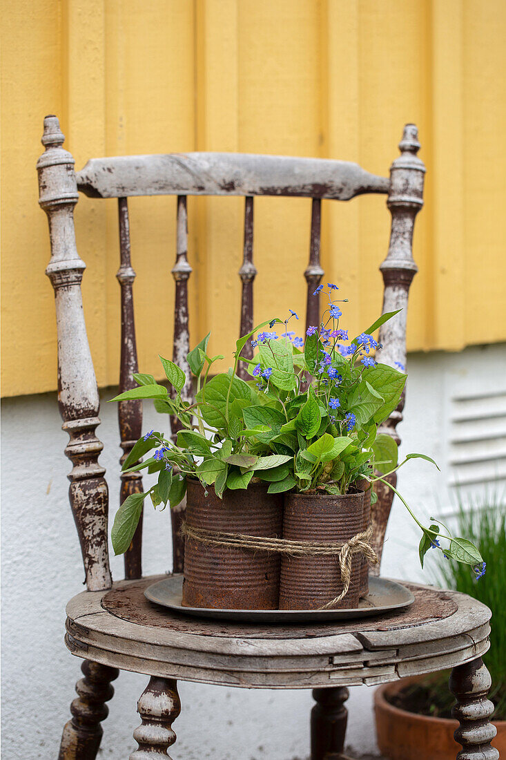 Rostige Metalldosen mit Frühlings-Nabelnüsschen (Omphalodes verna) auf Holzstuhl