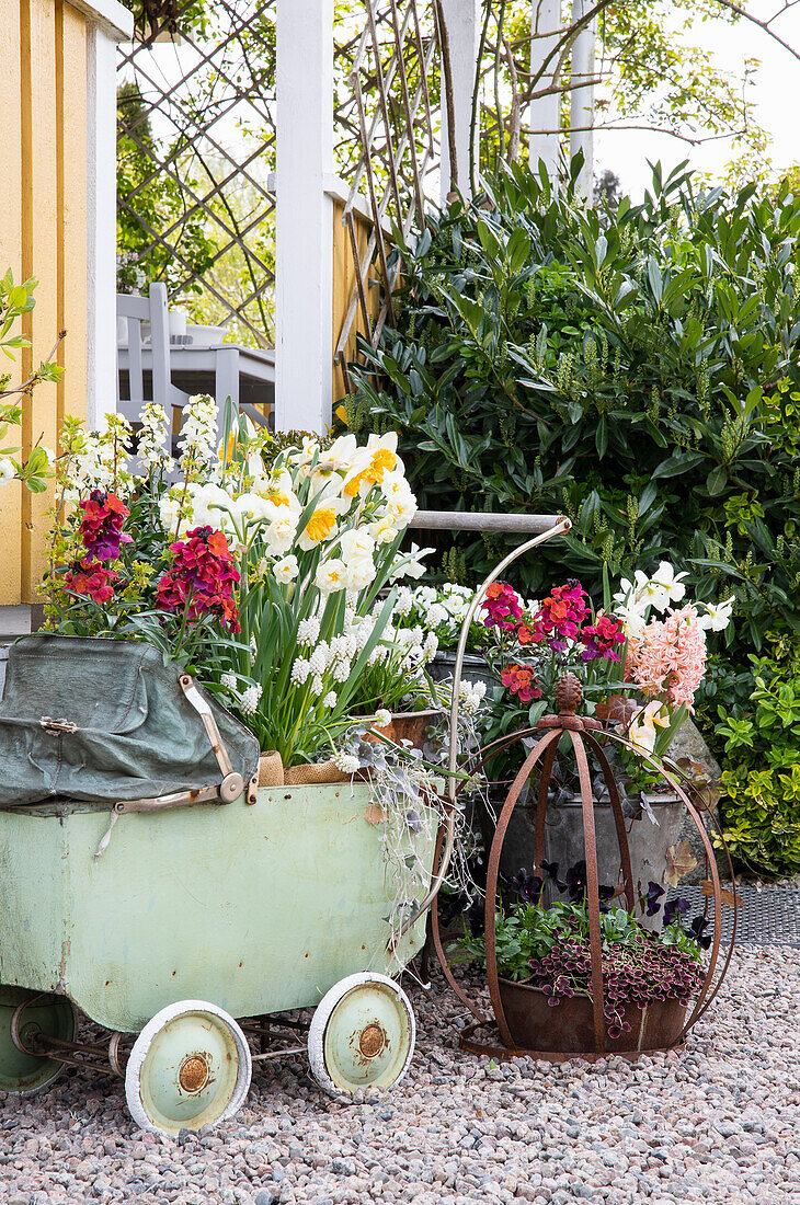 Grape hyacinths (Muscari) and spring flowers in vintage pram and in old plant crown