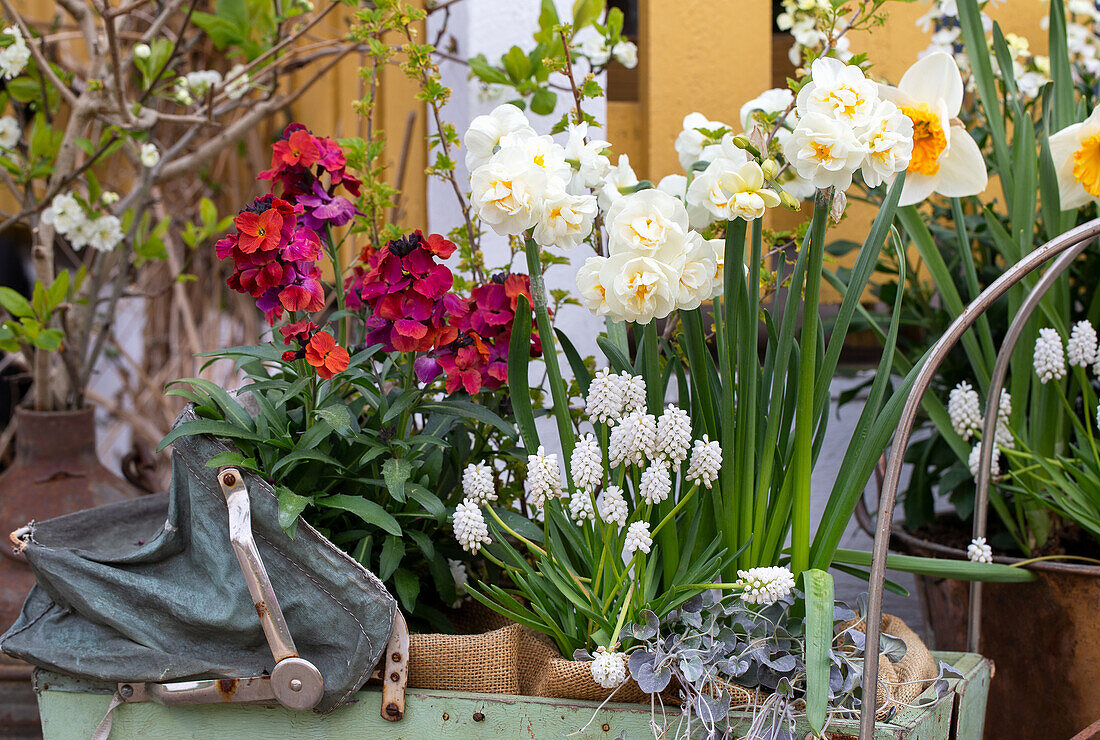 Gold lacquer (Erysimum cheiri), daffodils (Narcissus) and grape hyacinths (Muscari) in vintage prams