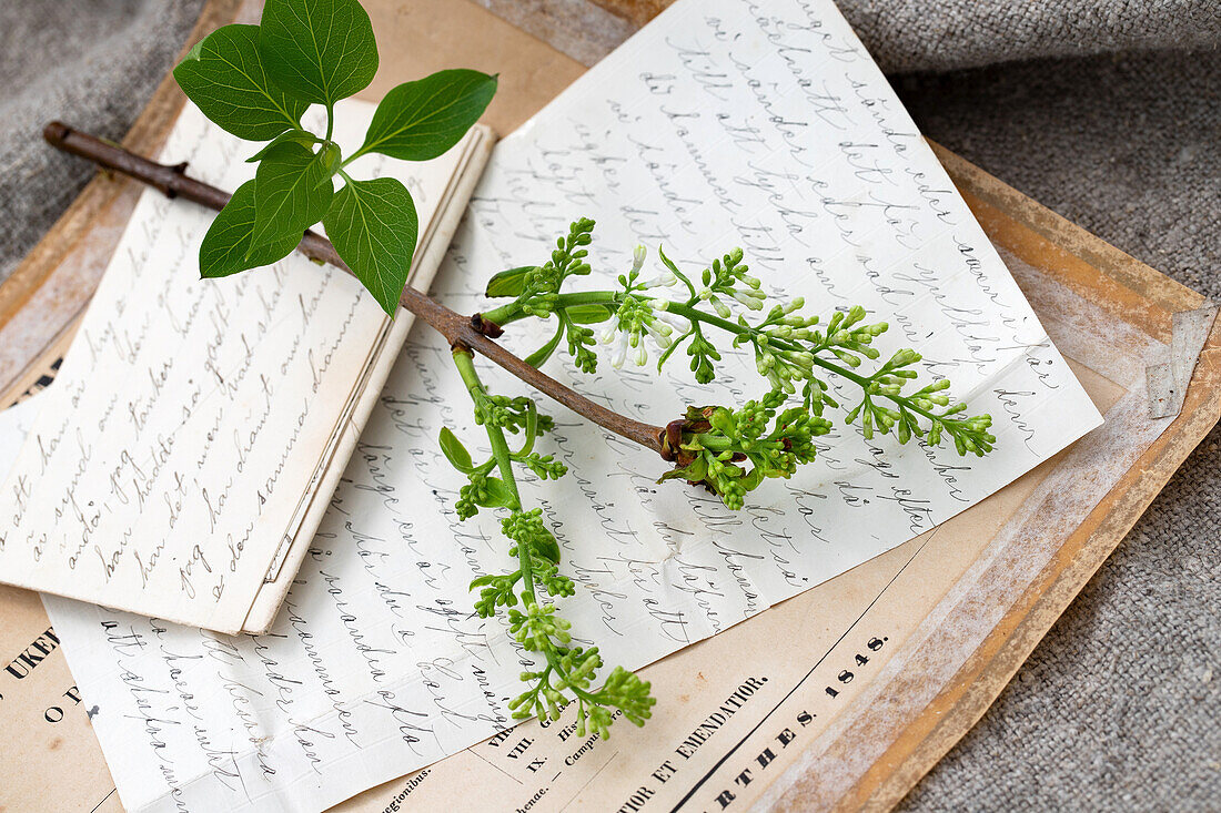 Blooming lilac branch on handwritten vintage sheets of paper, still life