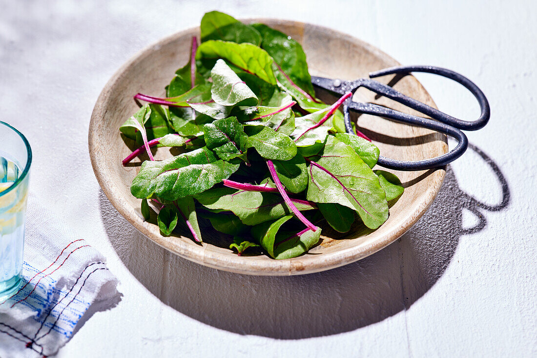 Red chard (young leaves) with herb scissors in wooden bowl
