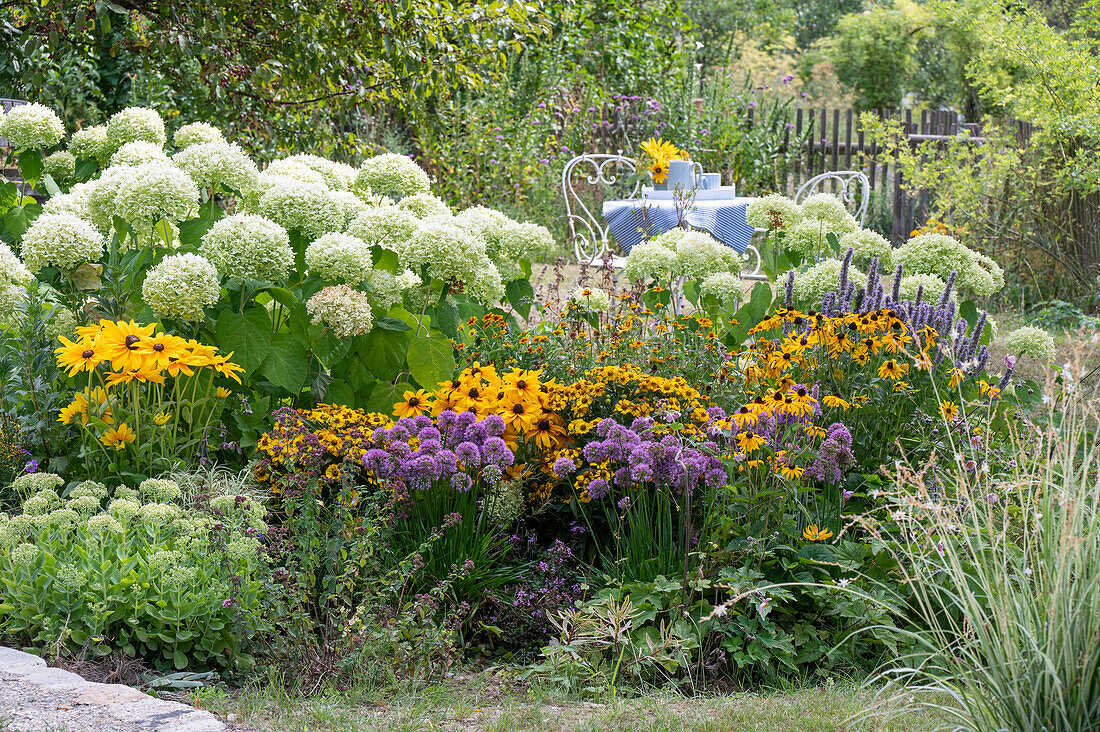 Ball-shaped hydrangeas, black-eyed rudbeckia, sunflower and ornamental leek in the garden bed