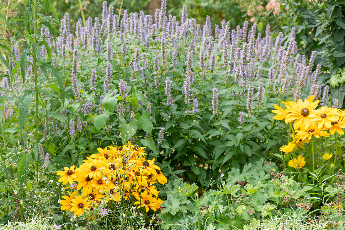 Duftnessel und schwarzäugige Rudbeckia im Gartenbeet