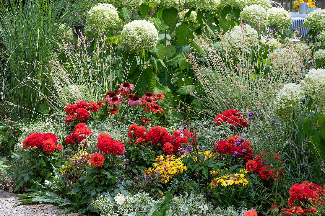 Gartenbeet mit Ballhortensien, Ziergräsern, Rudbeckia, Kapkörbchen und Dahlien