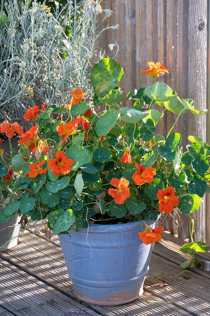 Nasturtium in a plant pot on the balcony