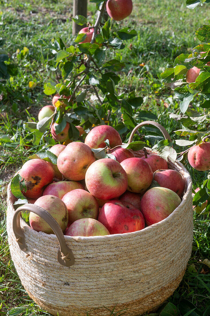 Freshly harvested apples in a basket on the meadow