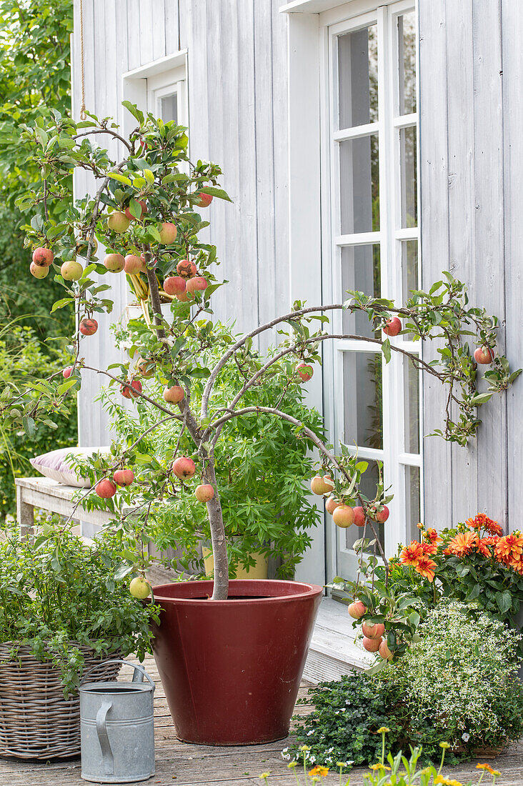 Apfelbäumchen 'Topaz' (Malus Domestica) im Pflanztopf auf der Terrasse