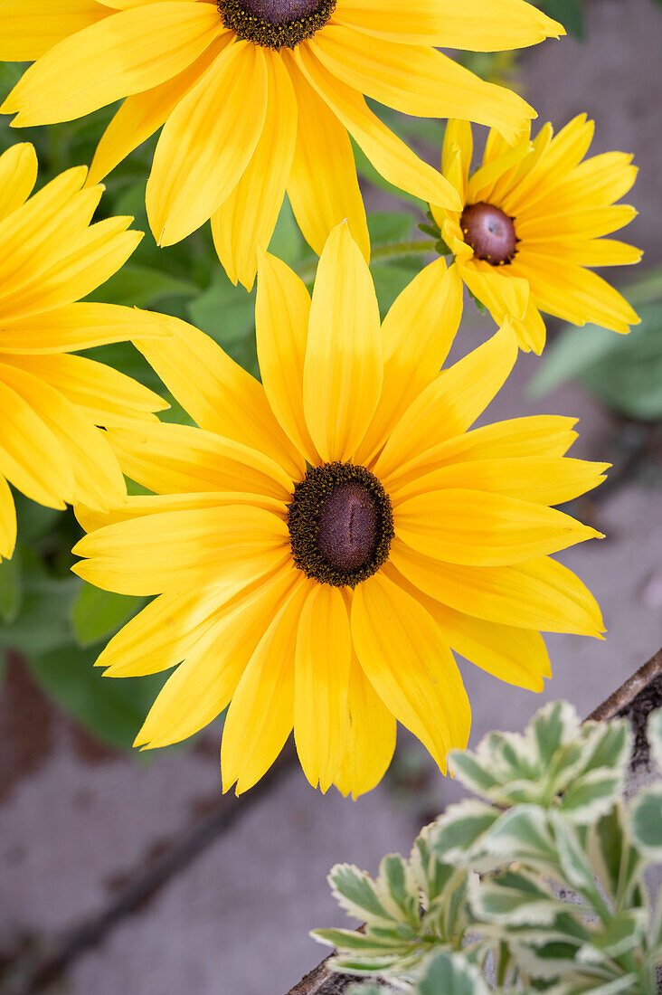 Schwarzäugige Rudbeckia (Rudbeckia Hirta), Blütenportrait