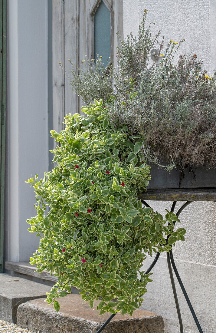 Ausdauerndes Eiskraut (Aptenia cordifolia) und Currykraut (Helichrysum italicum) in Pflanzgefäß auf Terrasse
