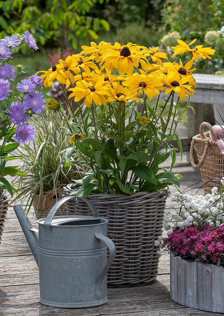 Rudbeckia Hirta in Pflanzkorb auf der Terrasse