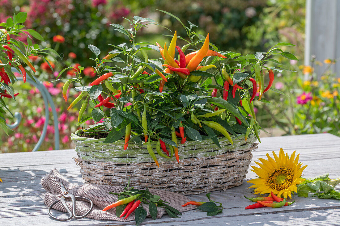 Chilli plant in basket on patio table