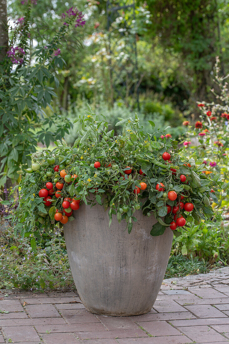Tomatenpflanze in Kübel auf Terrasse