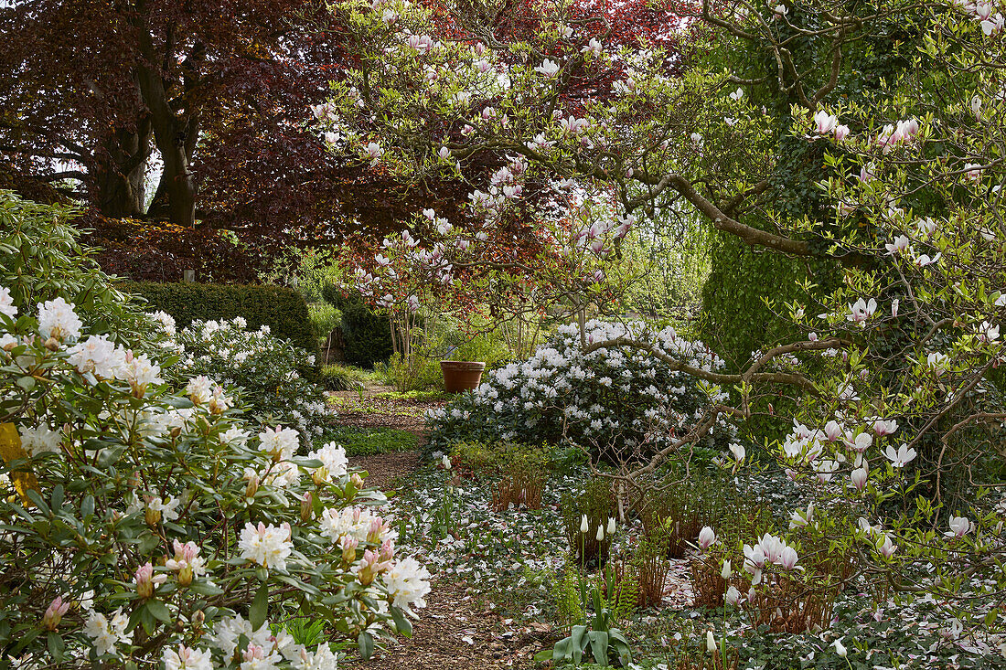 Rhododendron, Magnolienbaum (Magnolia) und Blutbuche im Gutspark Landsdorf, Mecklenburg-Vorpommern, Deutschland